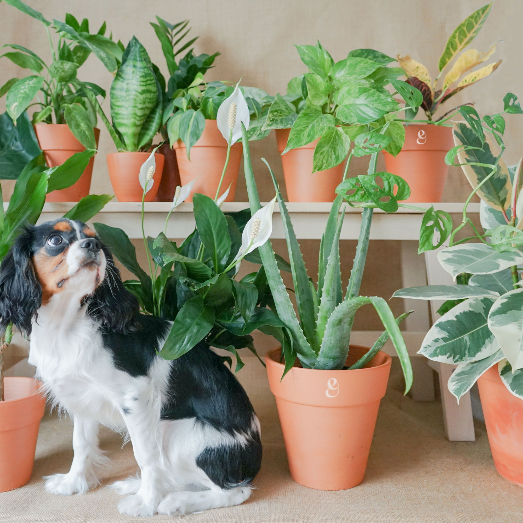 Plantas amables con tus mascotas que puedes tener en casa –  