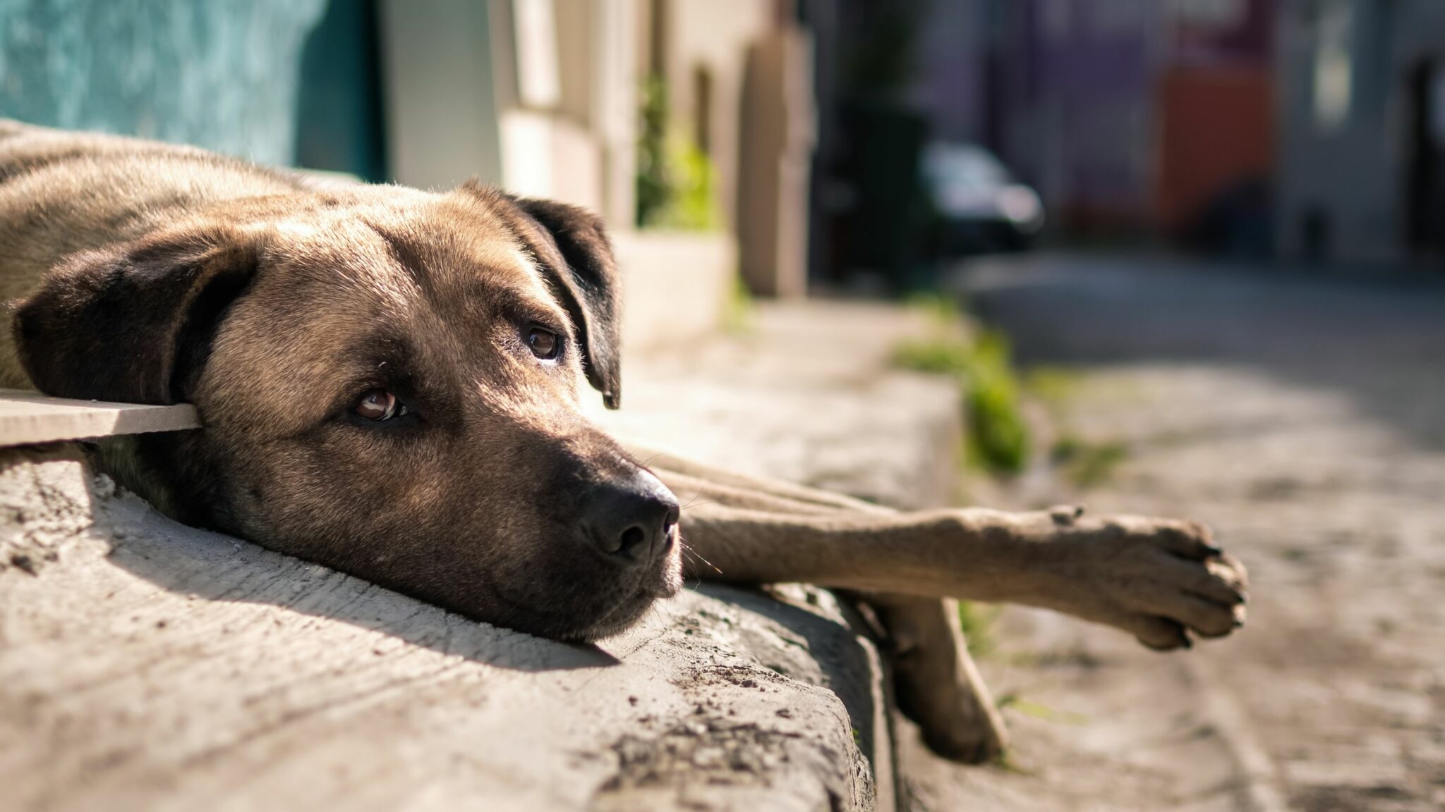 Día Del Perro Callejero Conoce El Significado De La Celebración