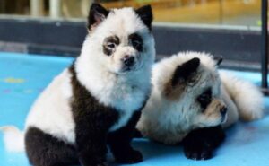 Un zoológico en China tiñe perros para que parezcan pandas