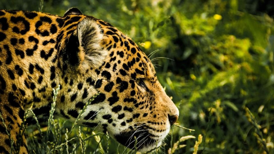 PROFEPA toma medidas tras el cruel asesinato de un jaguar en Guerrero