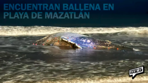 Encuentran ballena jorobada de 9 metros en playa de Mazatlán