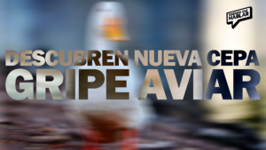 Preocupación por una nueva cepa de gripe aviar