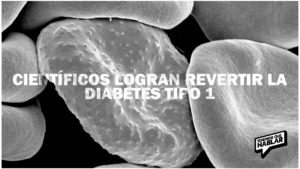 Científicos logran revertir la diabetes tipo 1 con un trasplante celular en estudio preclínico