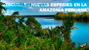 Descubren nuevas especies en la Amazonía peruana: un tesoro natural en crecimiento