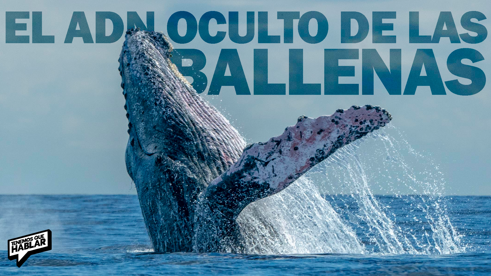 El ADN oculto de las ballenas azules revela cruces con otras especies e híbridos