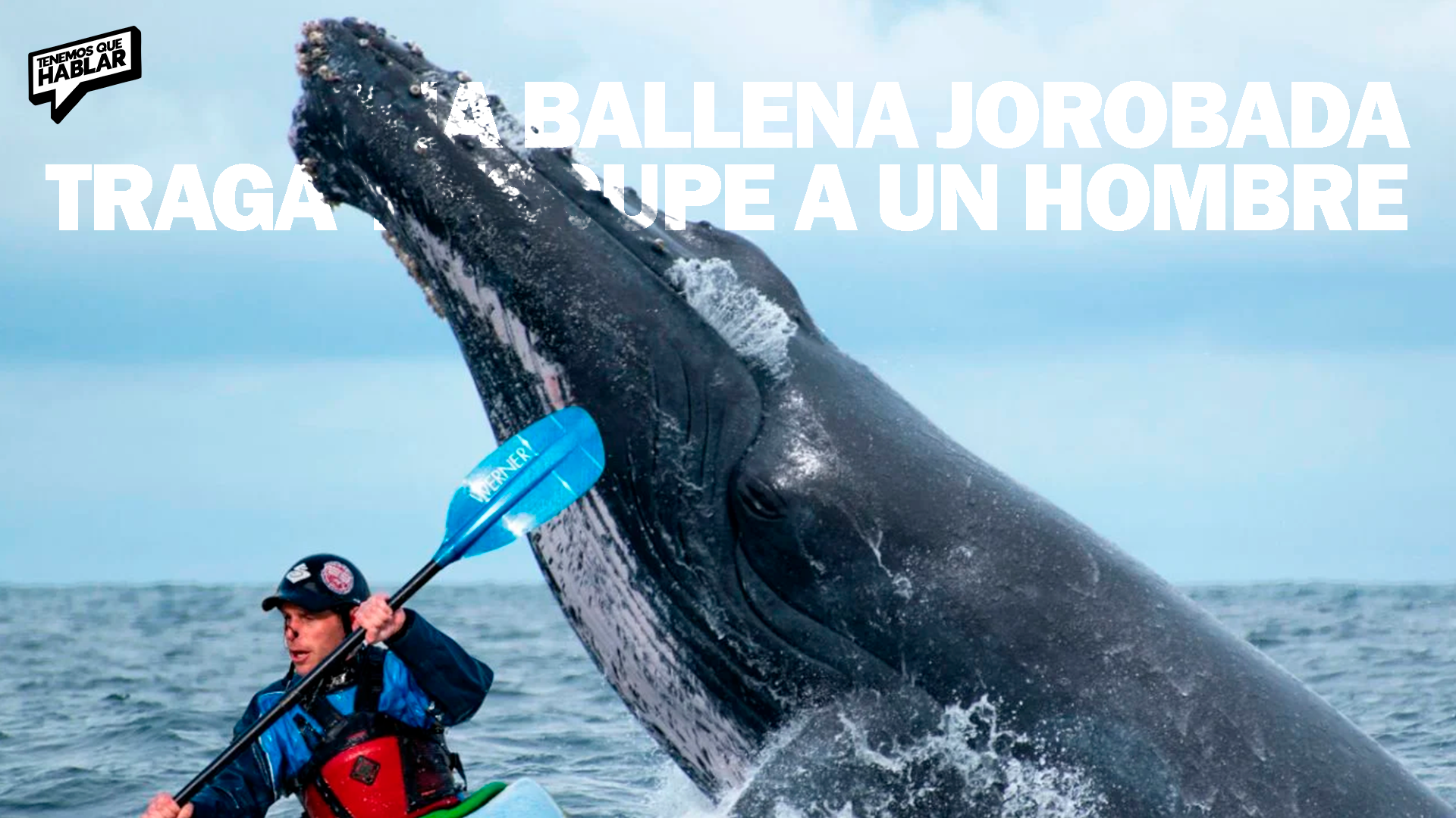 Una ballena jorobada traga y escupe a un hombre en el estrecho de Magallanes